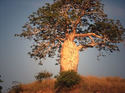 Baobab
Bombacaceae/Baobab /Die Baumfamilie der Bombacaceae  kennt 30 Arten und ca. 225 Unterarten tropischer Bäume, die hauptsächlich in Südamerika und Afrika wachsen.  Der hier gezeigte Baobab existiert nur in Africa (Adansonia sp.)
