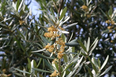 Blühender Olivenbaum, Oliveira (Olea europaea)
Der Olivenbaum (Olea europaea), auch Echter Ölbaum genannt, ist ein mittelgroßer, im Alter oft knorriger Baum aus der Gattung der Ölbäume (Olea), die zur Familie der Ölbaumgewächse (Oleaceae) gehört.
Es gibt rund 1000 Olivenbaumarten, aber etwa 150 sorgen in den verschiedenen Ländern inzwischen für eine Geschmacksvielfalt. Bei sorgfältiger Pflege werden Olivenbäume einige hundert Jahre alt und in Einzelfällen bis zu 20 Meter hoch. 
