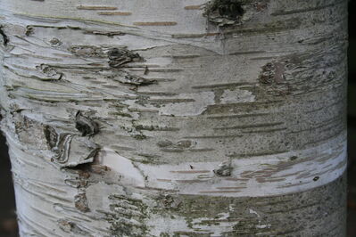 Betula/Birke
Birken-Arten sind laubabwerfende, sommergrüne Bäume oder Sträucher. Sie gehören zu den sehr schnell und hochwachsenden Gehölzen und können schon nach sechs Jahren Wuchshöhen von bis zu 7 Metern erreichen; ausgewachsen können sie bis zu 30 Meter, in Einzelfällen sogar noch höher werden. Sie wachsen mit einzelnen oder oft auch mit mehreren Stämmen. Einzelexemplare können ein Alter von bis zu 160 Jahren erreichen.

Bei  Birken-Arten ist die Borke besonders auffällig, ihre Farbe reicht von fast Schwarz bis Weiß

