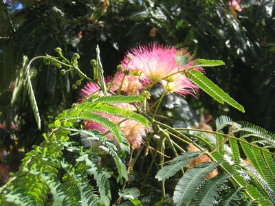 Schlafbaum - Seidenbaum
Der Seidenbaum (Albizia julibrissin) (auch Seidenakazie oder Schlafbaum, weil er nachts oder bei Trockenheit seine Blätter zusammenklappt, also „schläft“) ist eine Pflanzenart aus der Gattung Albizia, die zur Unterfamilie der Mimosengewächse (Mimosoideae) innerhalb der Familie der Hülsenfrüchtler (Fabaceae) gehört. Seinen Namen erhielt der Seidenbaum wegen seiner vielen seidigen, cremeweißen, hell- bis dunkelrosa Staubblätter; sie sind bei diesen Blüten am auffälligsten.
