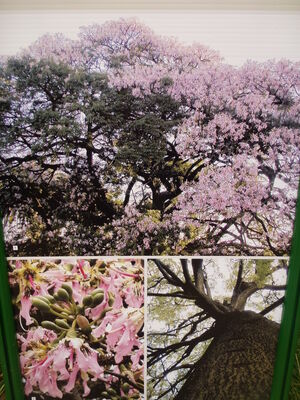 Botanischer Garten Lisboa - Baumwollbaum
Bombacaceae/Paineira barriguda /A família das Bombacaceae  agrupa 30 gêneros e cerca de 225 espécies tropicais, tendo o maior centro de dispersão a América. São originadas do Brasil 18 gêneros e cerca de 100 espécies. 
