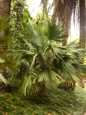 Botanischer Garten Lisboa
