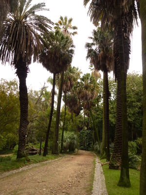 Botanischer Garten Lisboa
